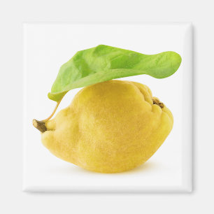 Aimant Fruit de coing