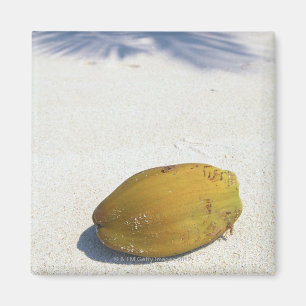 Aimant Fruit de paume