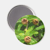 AIMANT FRUIT MODLAIRE (Recto/Verso)
