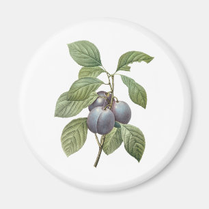 Aimant Fruits alimentaires anciens, prunes de jardin viol