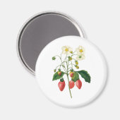 Aimant Fruits vintages Fraises de fraises alimentaires pa (Recto/Verso)