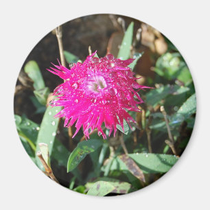 Aimant fuchsia de photo de fleur