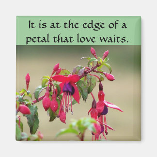 Aimant Fuchsias sauvages