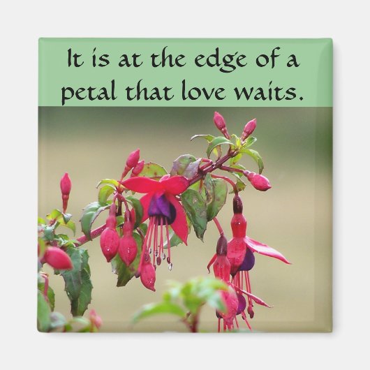 Aimant Fuchsias sauvages (Devant)