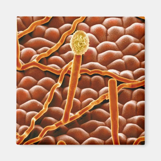 Aimant Fungus de poudrière sur Poinsettia (Devant)