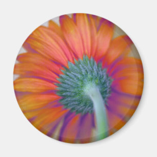 Aimant Funky Gerbera