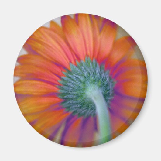 Aimant Funky Gerbera (Devant)