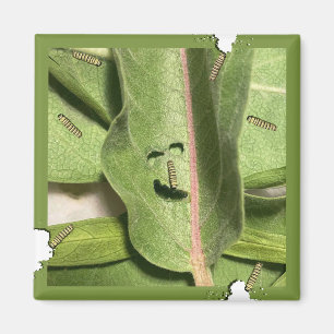 Aimant Funky Hungry Monarch Caterpillar