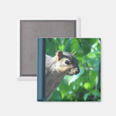 Aimant Funny Peek-a boo Squirrel Photo Cuisine (Recto/Verso)