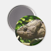 Aimant Furcifer oustaleti (Recto/Verso)