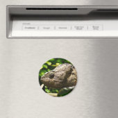 Aimant Furcifer oustaleti (In Situ (Lave-vaisselle))