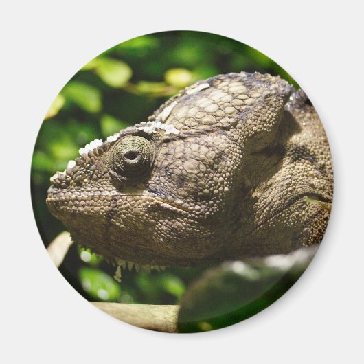 Aimant Furcifer oustaleti (Devant)