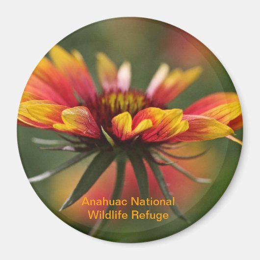 Aimant Galardia (Devant)