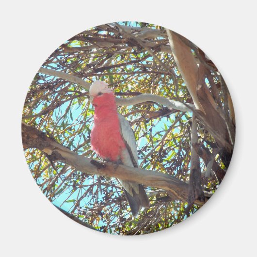 Aimant gallah sauvage (Devant)