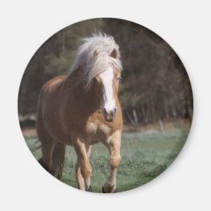 Aimant galopant de palomino