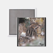 Aimant Gambel’s Quail bébé (Recto/Verso)