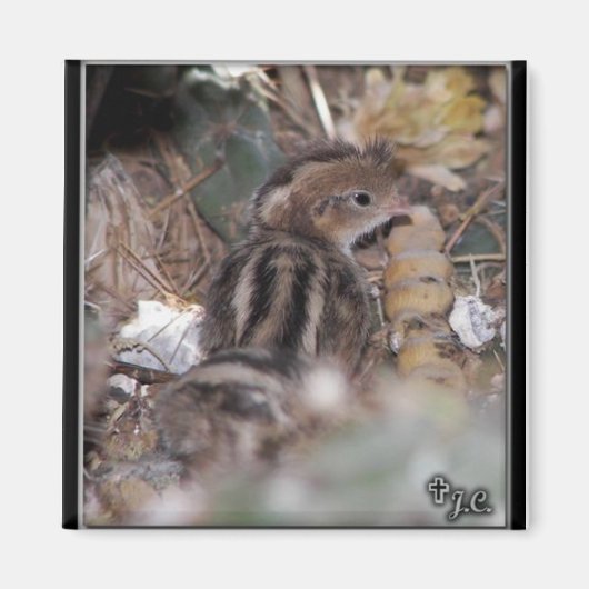 Aimant Gambel’s Quail bébé (Devant)