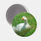 Aimant Gander (Recto/Verso)