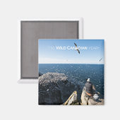 Aimant Gannets du Nord (Recto/Verso)