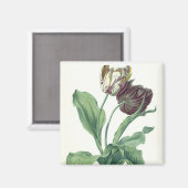 Aimant Garden Tulip, from 'Opera Botanica', engravée par (Recto/Verso)