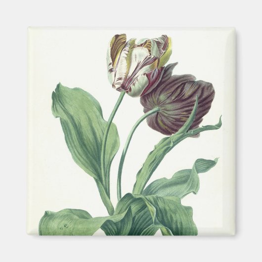 Aimant Garden Tulip, from 'Opera Botanica', engravée par (Devant)