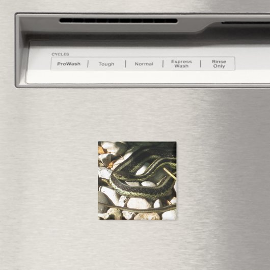 Aimant Garter Snake sur les rochers (In Situ (Lave-vaisselle))