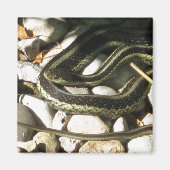 Aimant Garter Snake sur les rochers (Devant)