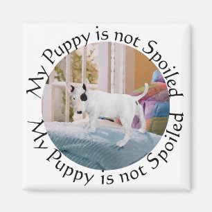 Aimant Gâté ? chiot Bull Terrier... Pas du tout