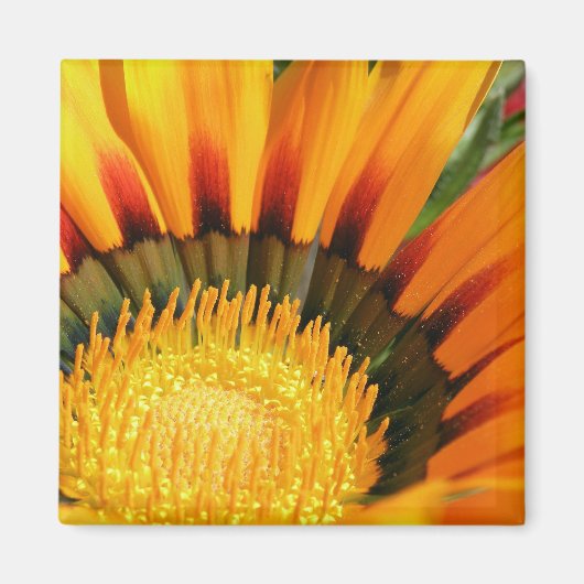 Aimant Gazania (Devant)