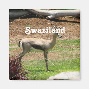 Aimant Gazelle du Souaziland