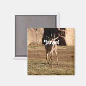 Aimant Gazelle israélienne (Recto/Verso)