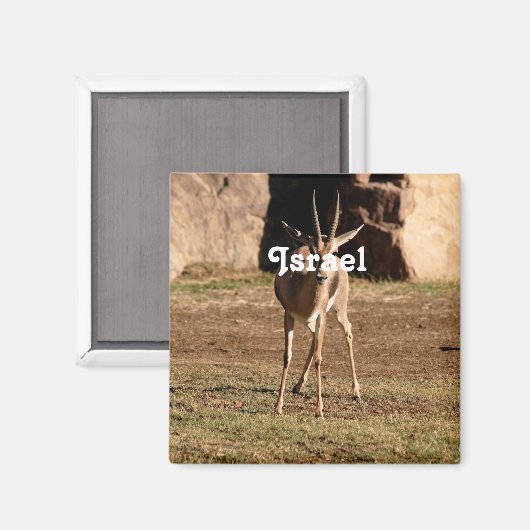 Aimant Gazelle israélienne (Recto/Verso)