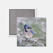 Aimant Geai bleu, Cyanocitta cristata (Recto/Verso)