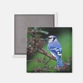 Aimant Geai bleu, Cyaoncitta cristata (Recto/Verso)