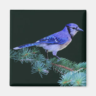 Aimant Geai bleu vibrant sur une branche de pin vert