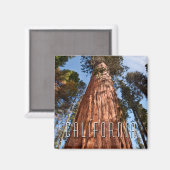 Aimant Géant Séquoia S'élève (Recto/Verso)