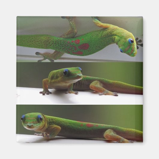 Aimant Gecko (Devant)