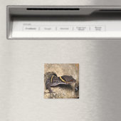 Aimant Gecko de Lichtenfelder (In Situ (Lave-vaisselle))