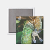 Aimant Gecko Feet (Recto/Verso)