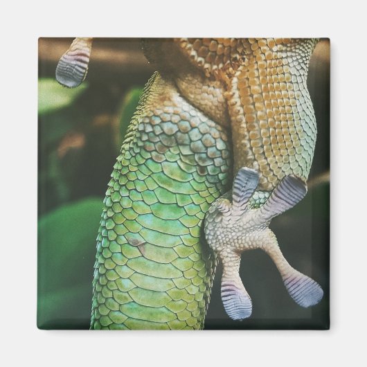 Aimant Gecko Feet (Devant)