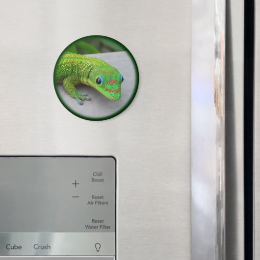 Aimant Gecko Gold Dust Day - Audition et obtenir quelques (In situ (réfrigérateur))