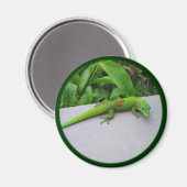 Aimant Gecko Gold Dust Day - Audition et obtenir quelques (Recto/Verso)