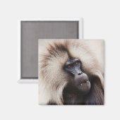 Aimant Gelada Baboon, Éthiopie (Recto/Verso)