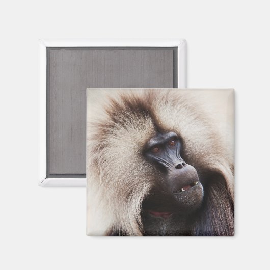Aimant Gelada Baboon, Éthiopie (Recto/Verso)