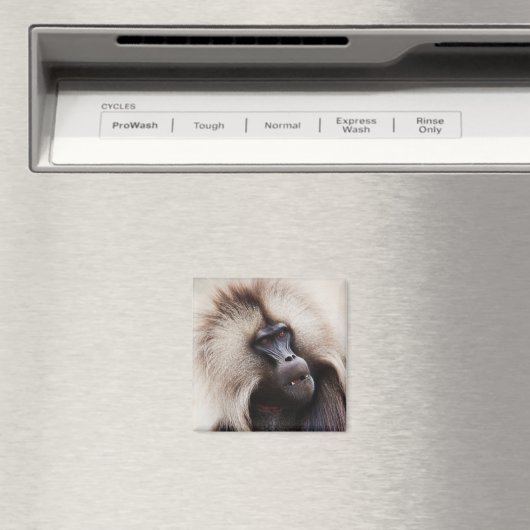 Aimant Gelada Baboon, Éthiopie (In Situ (Lave-vaisselle))