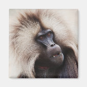 Aimant Gelada Baboon, Éthiopie (Devant)