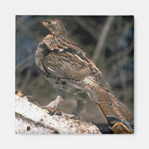 Aimant Gélinotée debout sur un bouleau