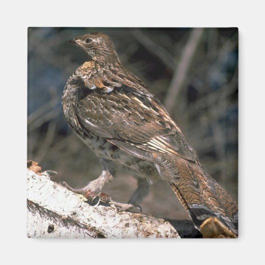 Aimant Gélinotée debout sur un bouleau (Devant)