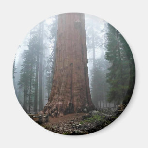 Aimant Général Sherman Tree, Sequoia, CA