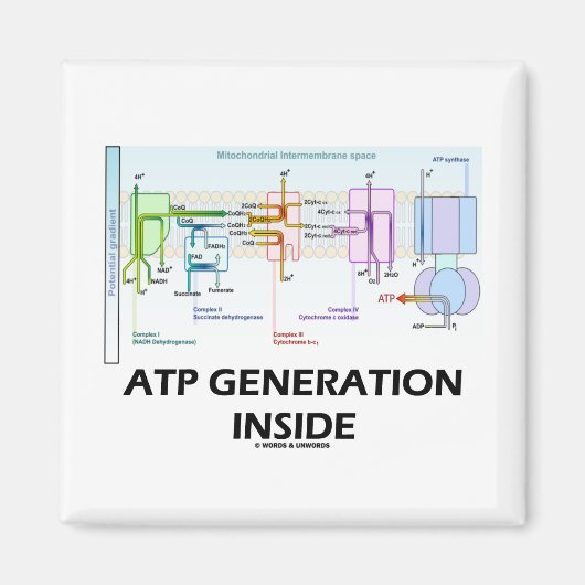 Aimant Génération ATP à l'intérieur (Chaîne de transport  (Devant)